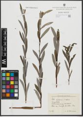Foto von Salix purpurea L. x Salix repens L.